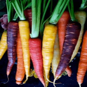 بذر هویج رنگی