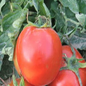 بذر گوجه فرنگی سوپر اوربانا