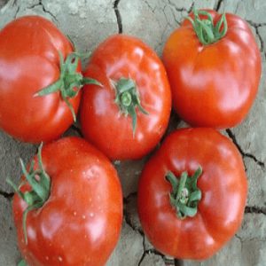 بذر گوجه فرنگی سوپر استار