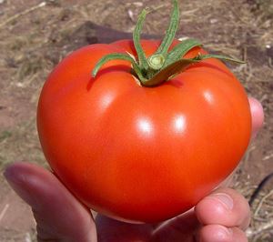 گوجه فرنگی سوپر مجار