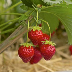 روش کاشت توت فرنگی