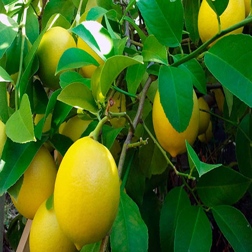 روش کاشت لیمو ترش