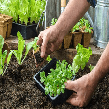 کاشت سبزی و صیفی جات - کاشت سبزی در باغچه و گلدان - فروشگاه کشاورزباشی