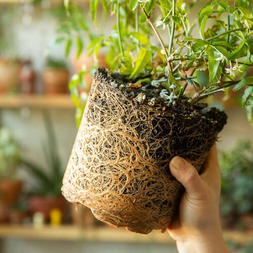 ریشه زایی - راهکارهای افزایش ریشه زایی در گیاهان - فروشگاه کشاورزباشی