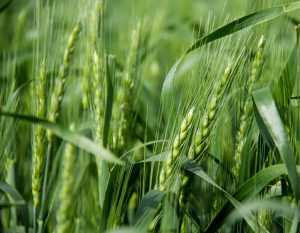 برنامه غذایی گندم