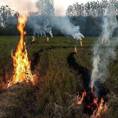 سوزاندن بقایای گیاهان
