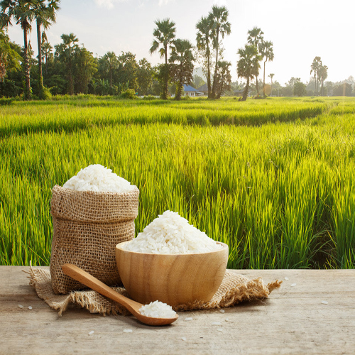 آفات و بیماریهای برنج